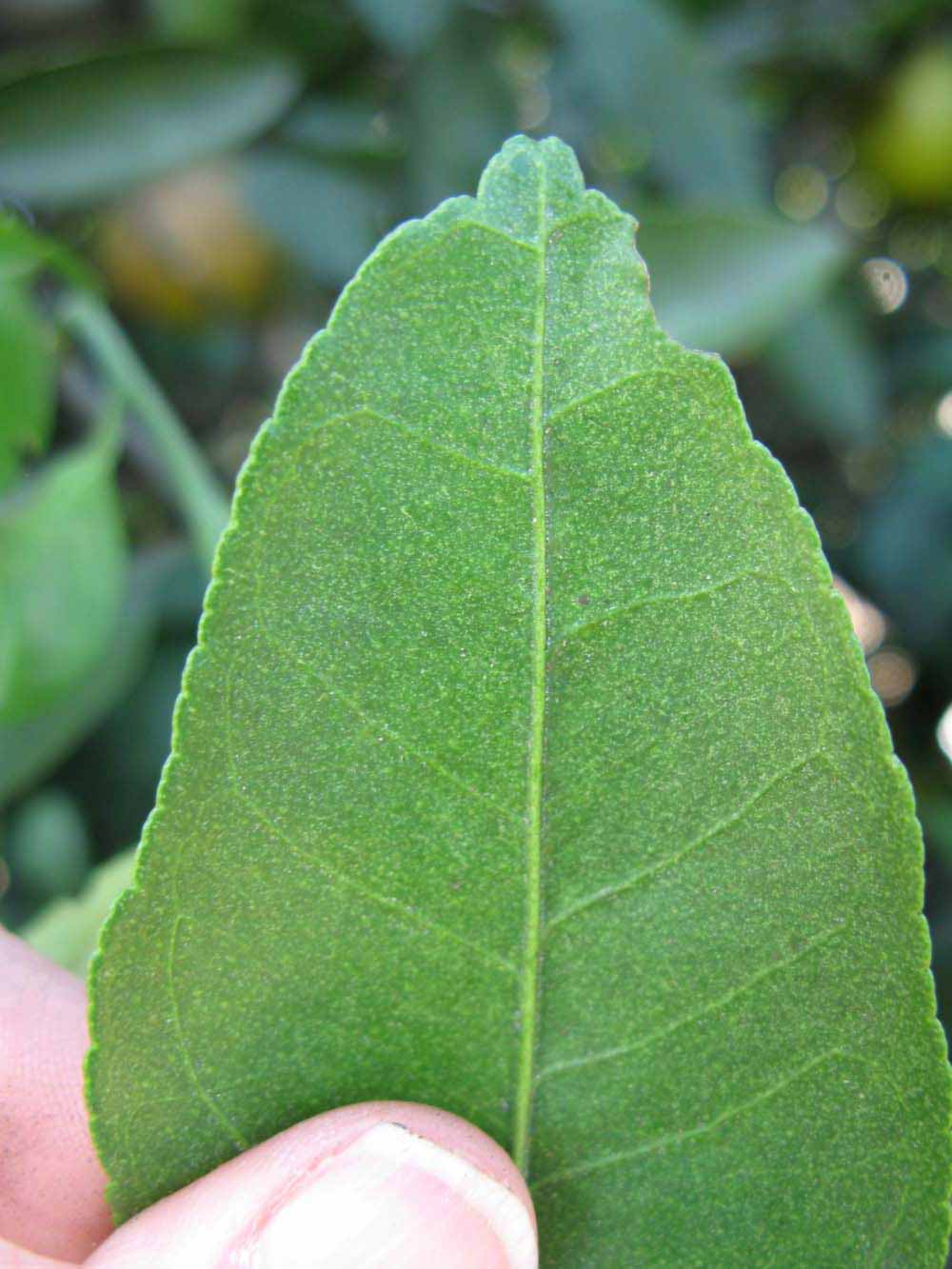              Margin (Winter Haven, FL)       